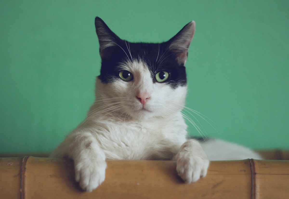 Cat with healthy teeth after dental care