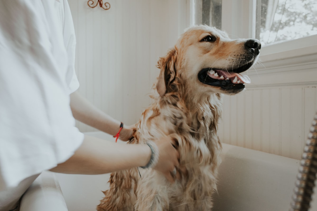 Dog enjoying a hydro-bath during a full grooming session
