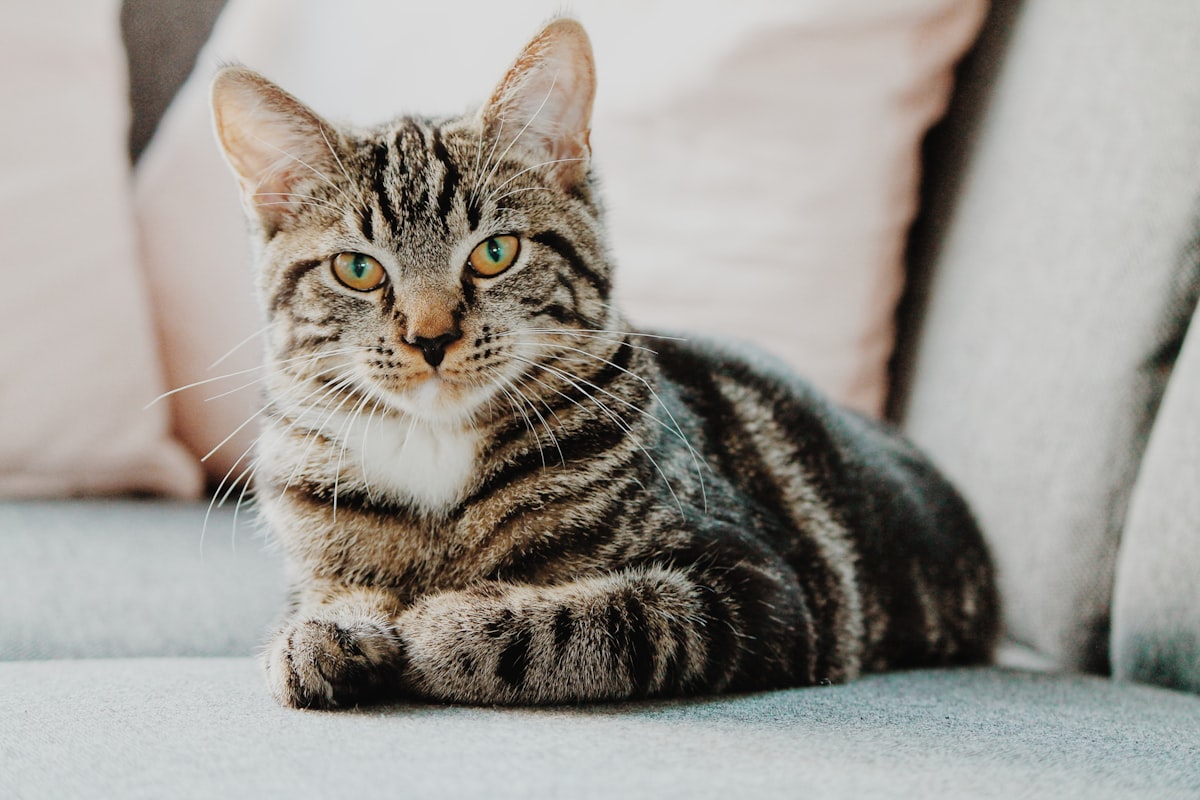 A cat resting calmly in a shelter kennel