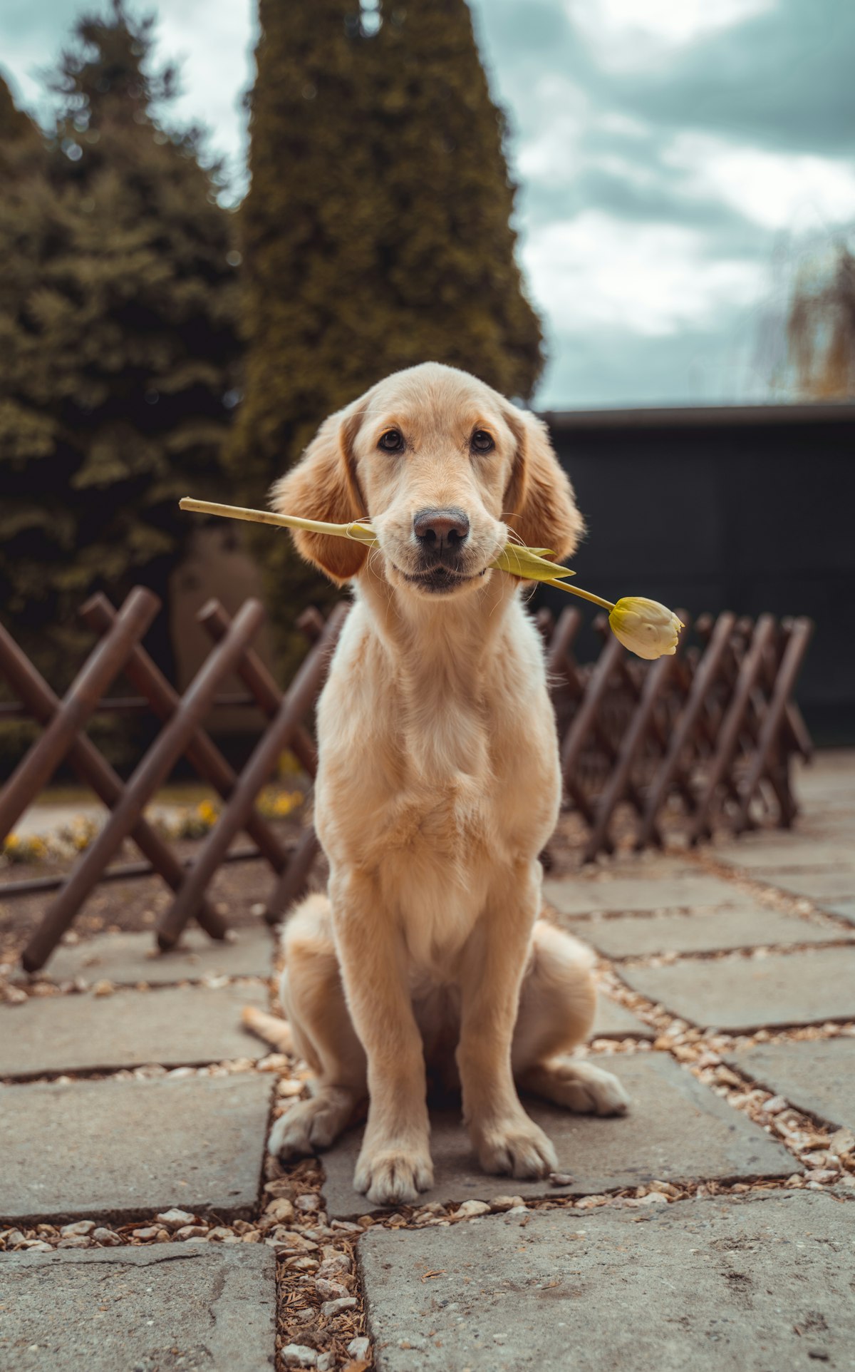 Golden retriever puppy ready for its annual vaccine