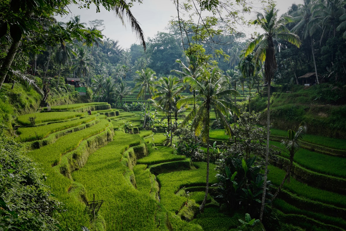 Ubud jungle resort pool in Bali