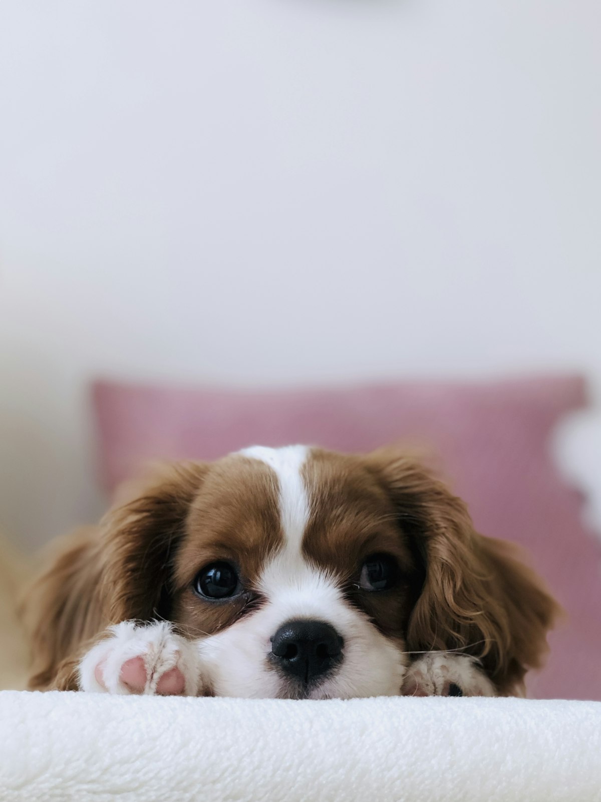 Young puppy on its first clinic visit