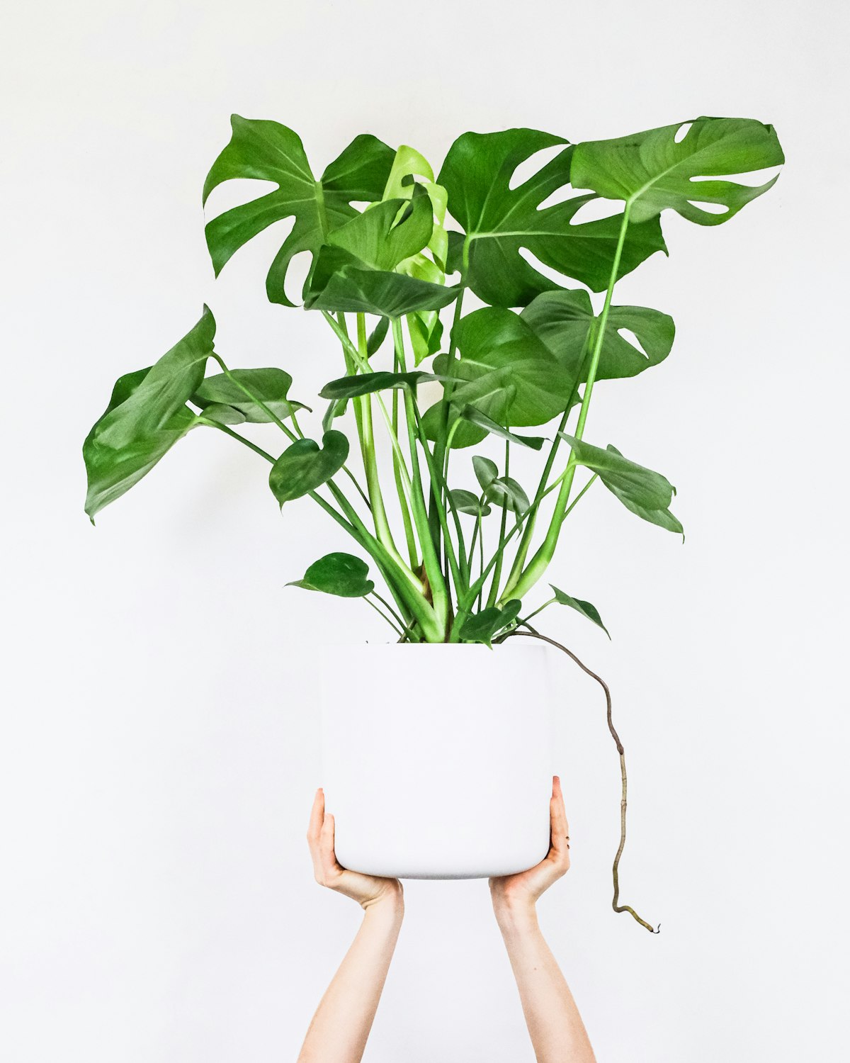 Indoor plants in pots by a bright window